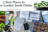 Cultivate Success: 5 Premier Online Seed Retailers