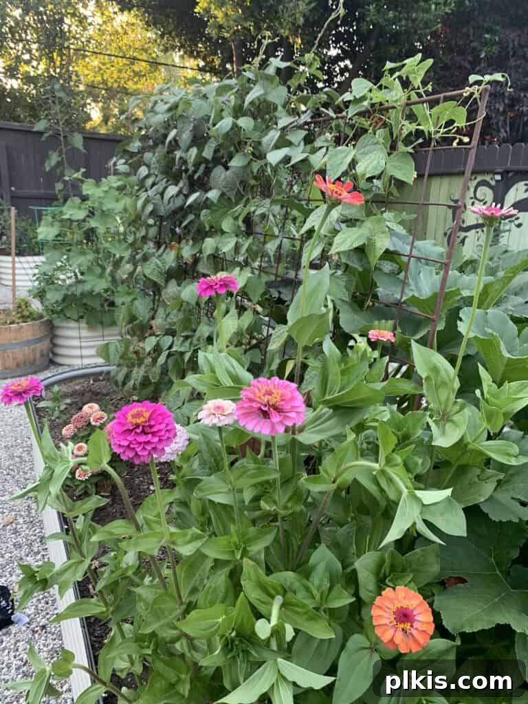 A flourishing Vego Garden raised bed overflowing with leafy greens and thriving vegetables, showcasing vibrant growth and a well-maintained appearance.