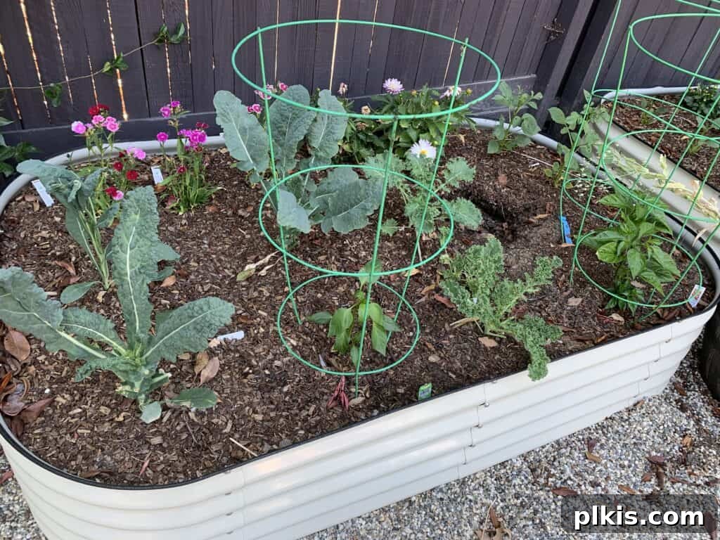 A wide shot of multiple Vego Garden raised beds, each filled with diverse plant life, demonstrating their versatile design and integration into a beautiful garden landscape.