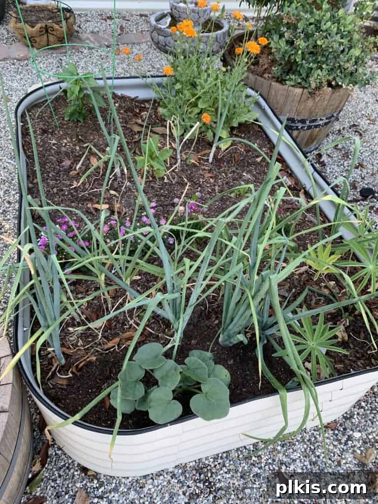 A tall Vego Garden raised bed showcasing mature vegetable plants, illustrating the benefit of deeper soil for robust root development and abundant harvests.