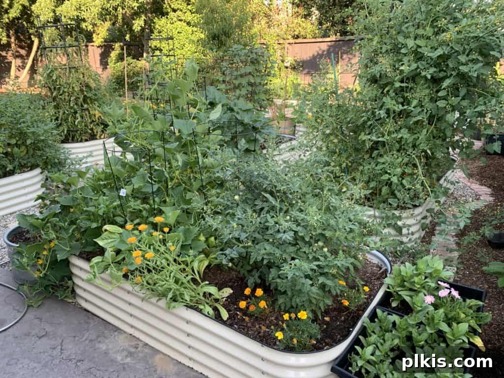 A panoramic shot of a meticulously designed garden featuring multiple Vego Garden raised beds, arranged with pathway stones, creating an organized and inviting outdoor space.
